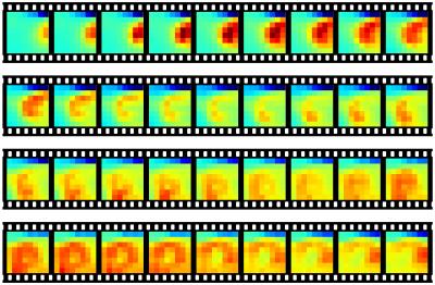 Sleep Activity Pattern Zebra Finches