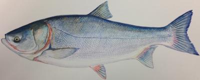 Silver Carp