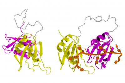 The Two Key Conformations of U2AF65