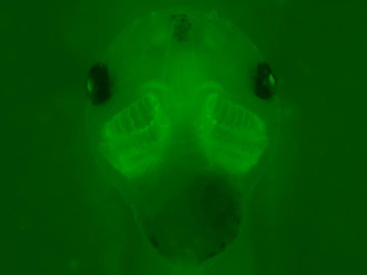 Studying birth defects caused by genetic mutations