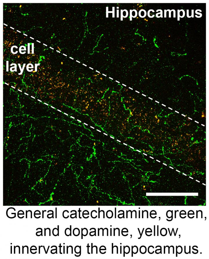 Dopamine Innervation into the Hippocampus