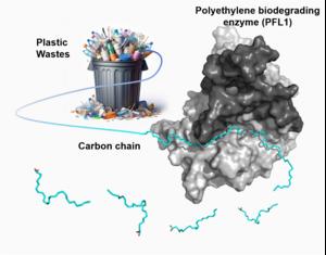 Surface images of polyethylene before and after enzymatic biodegradation.