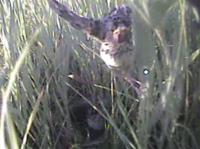 Fledging Grasshopper Sparrow