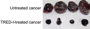 Effect of TRED-I on tumor size