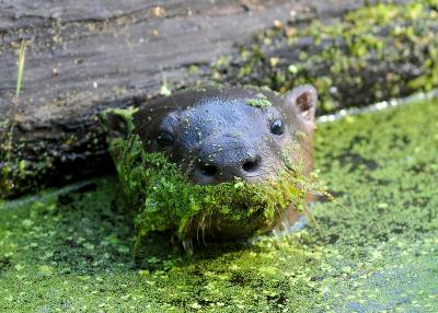 River Otter in Duckweed Patch