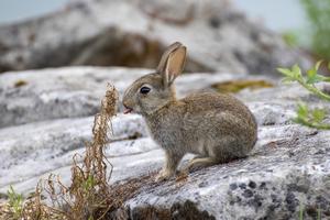 The wild rabbit is endangered in its native Europe. In other parts of the world, such as Australia, this species has been introduced and has large populations.