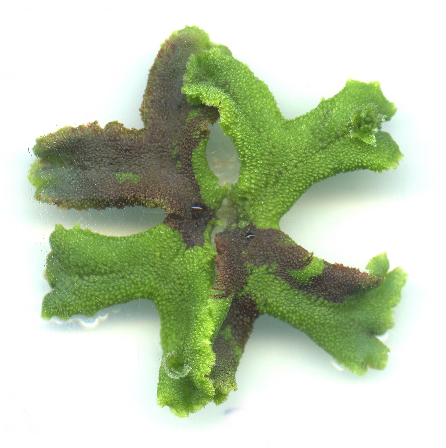 A Marchantia Liverwort, Where the Defense Genes and the Production of Purple Pigment Was Activated i