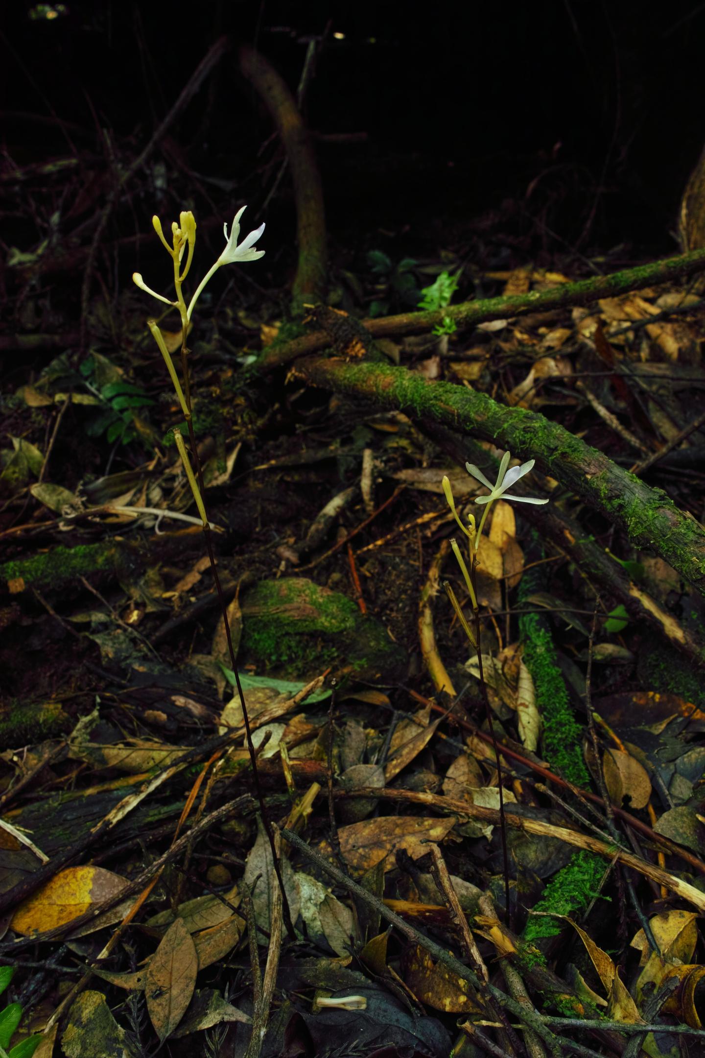 Mycorrhizal Cheaters