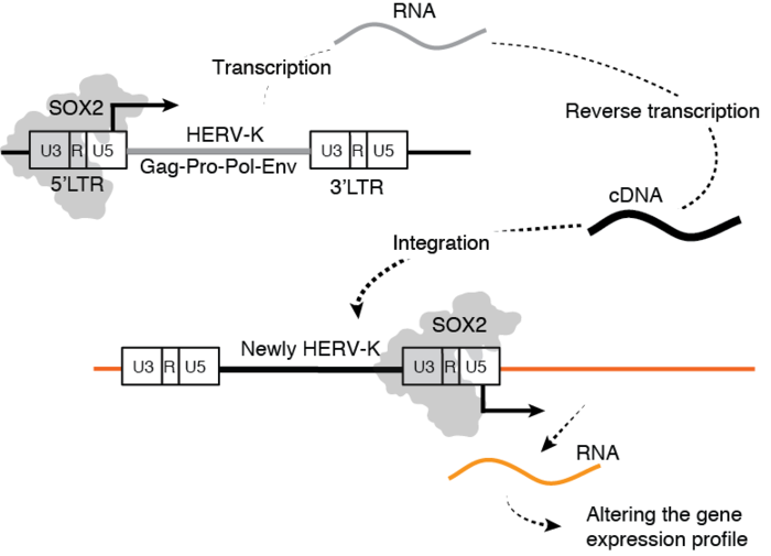 Schematic model of retrotransposition of HERV-K in SOX2-expressing cells