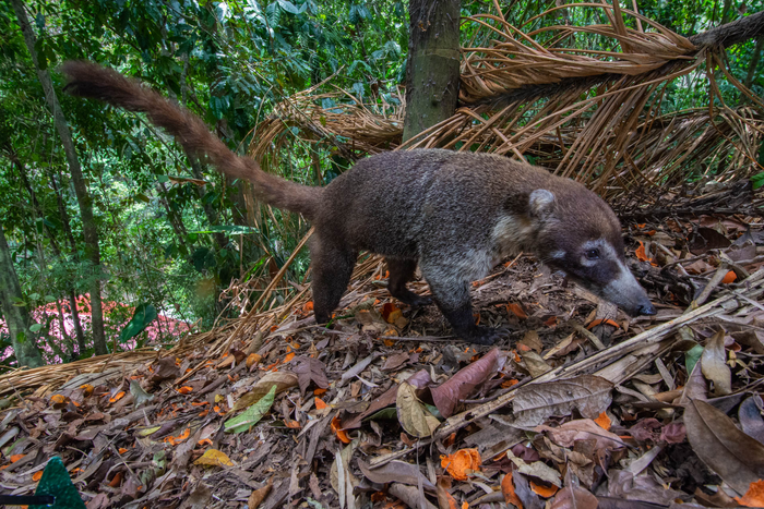 Coati