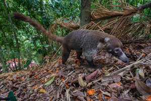 Coati