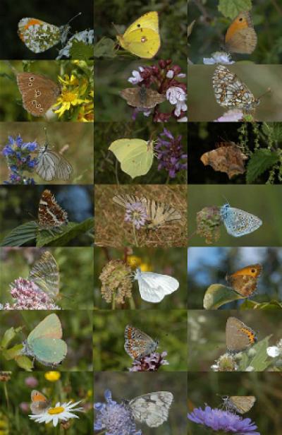 The Diversity of European Butterflies