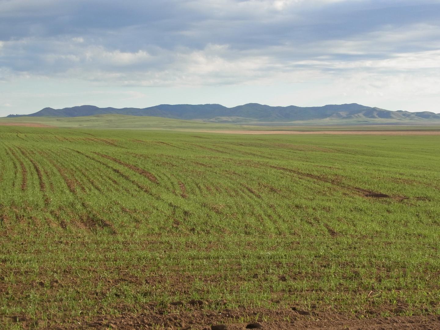 Agricultural Fields, Mongolia