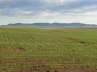 Agricultural Fields, Mongolia