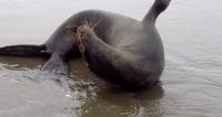 California Sea Lion Experiencing Seizures