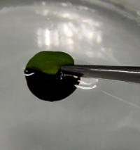 Nanofur for Oil Spill Cleanup (1 of 2)