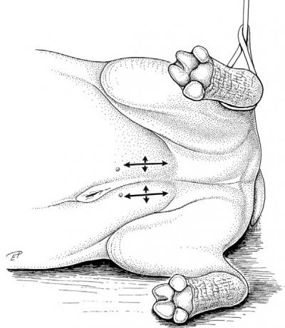 Illustration of a Hippo Positioned for Surgery