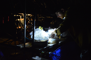 Dr Sam Ross monitoring the experiments at night.