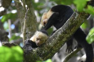 Monkeys groom each other