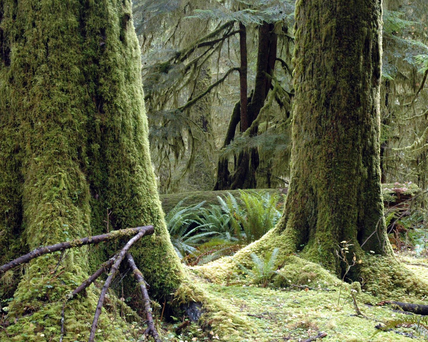 Hoh Rain Forest