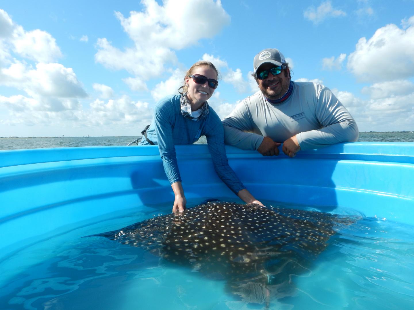 Whitespotted Eagle Ray Migration Patterns