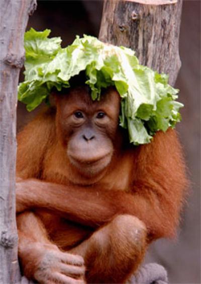 Young Female Orangutan