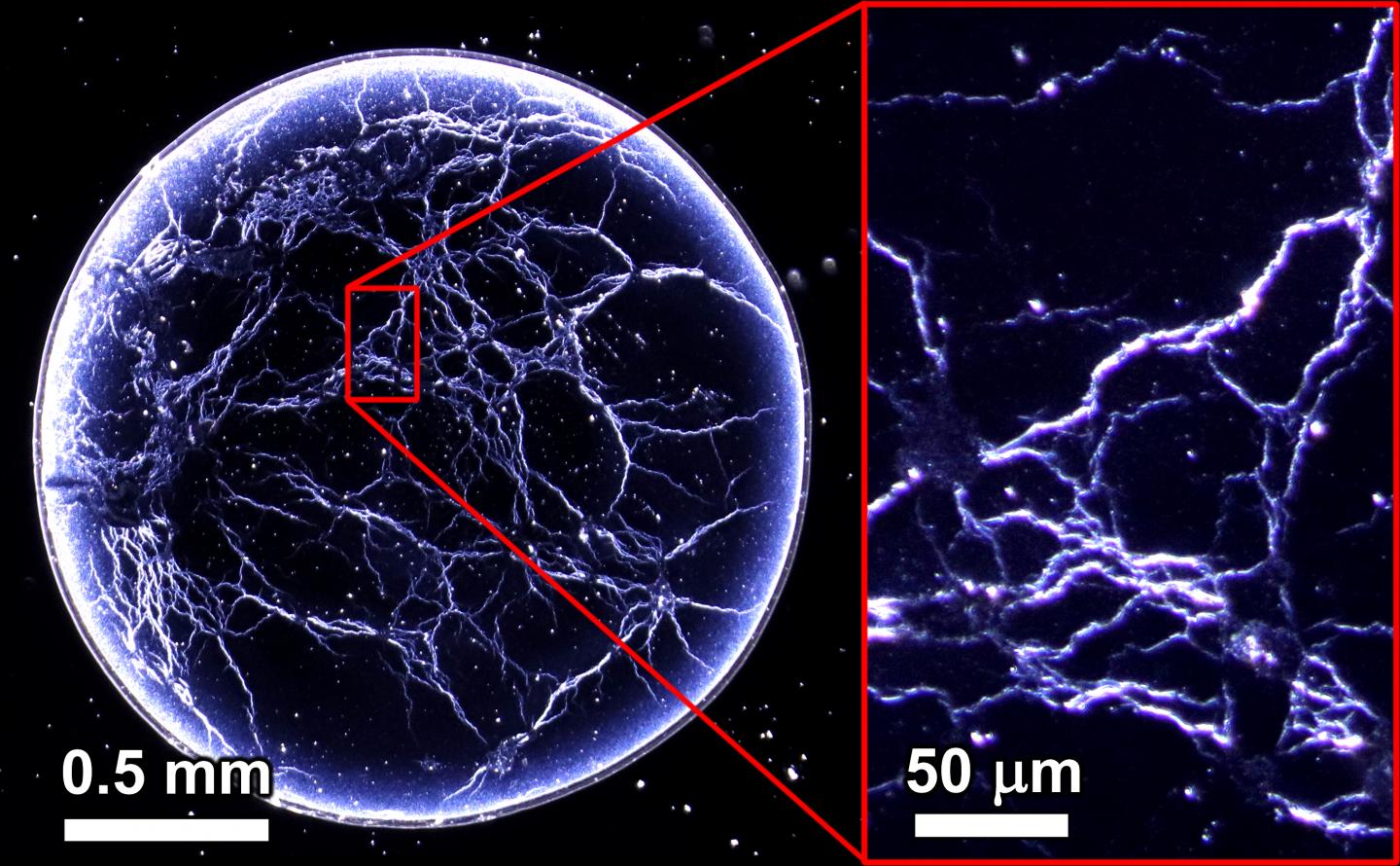 'Whiskey webs' are the new 'coffee ring effect'