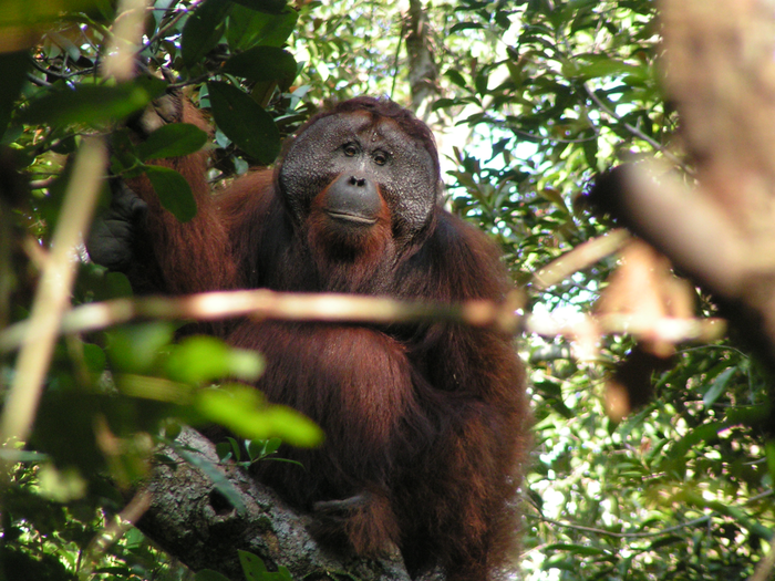 Bornean Male