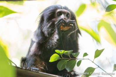 Black lion tamarin