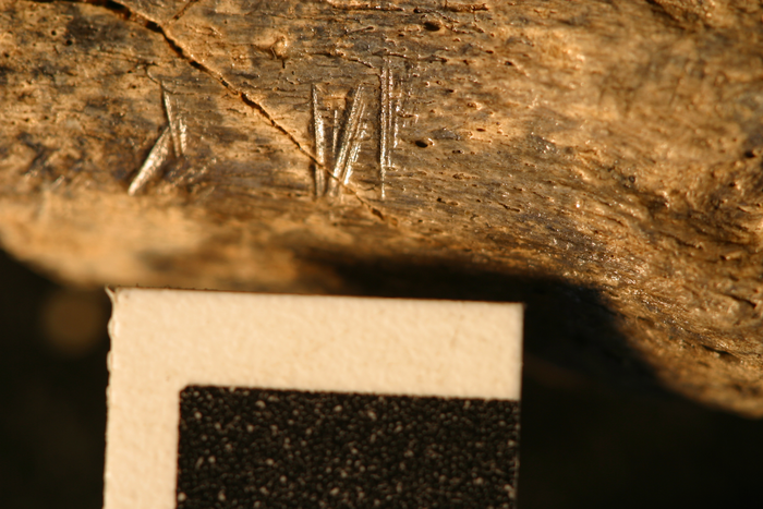 fossil bones with cut marks 2