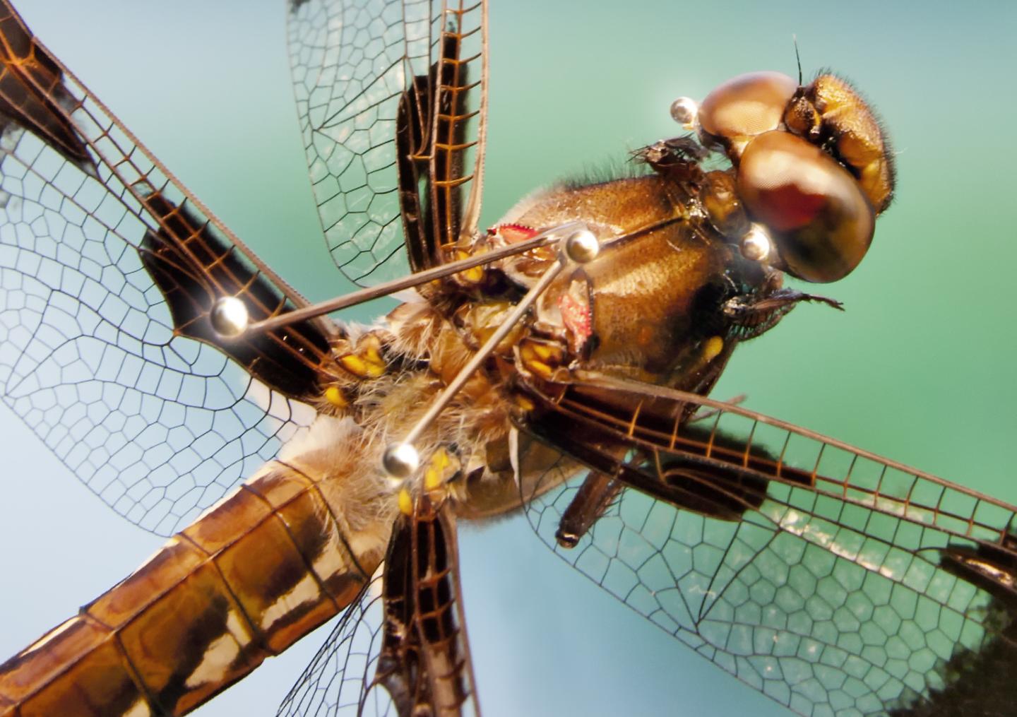 Retroreflective Markers on Body of Dragonfly