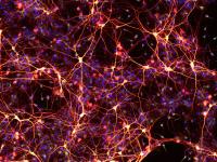 Neurons Created From Chemically-Induced Neural Stem Cells
