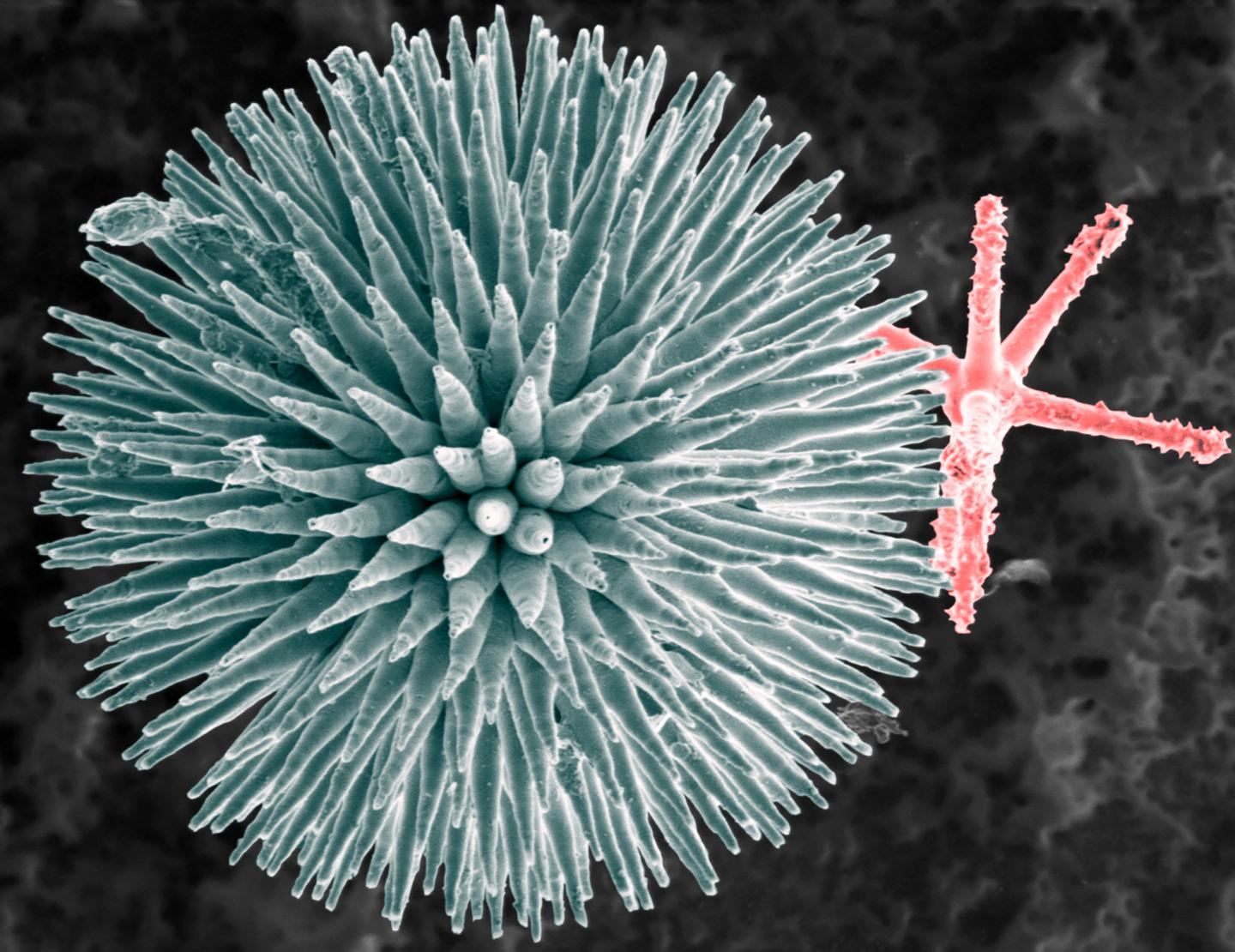 How Marine Sponges Form Spiky Glass Structures Offers Inspiration for Electronic Technologies (1 of 4)