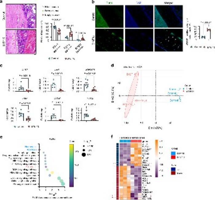 B16F10 Cell-Induced Osteocyte Ferroptosis in Bone Metastasis.