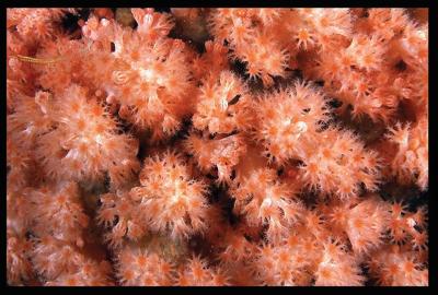 <i>Gersemia lambi</i>