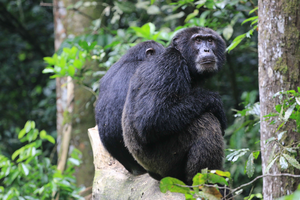 Chimp at Twycross Zoo