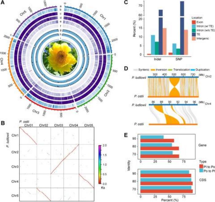 Genomic characteristics of P. ludlowii and sequence variations between tree peony genomes.