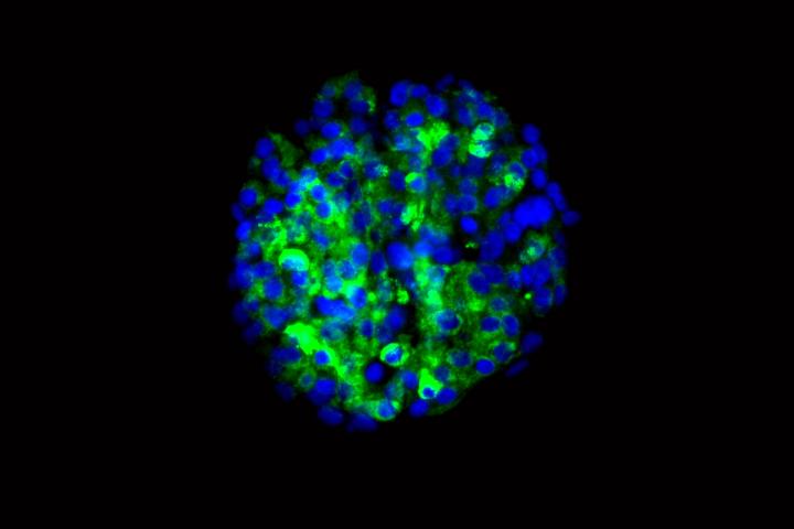 Beta Cells Made from Stem Cells