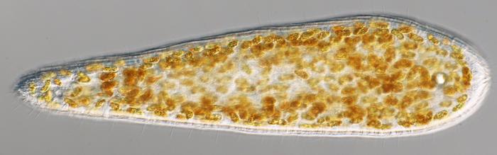 A new group coexists with dinoflagellate symbiosis