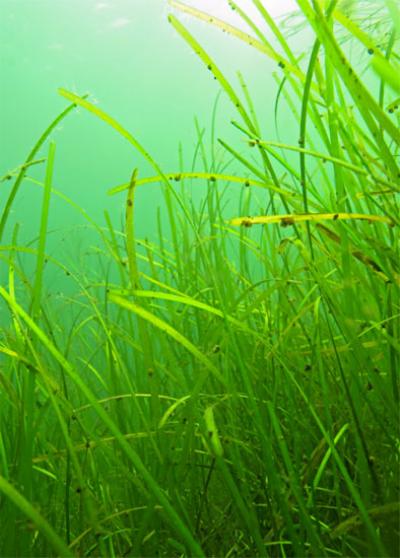 Zostera marina [IMAGE] EurekAlert! Science News Releases