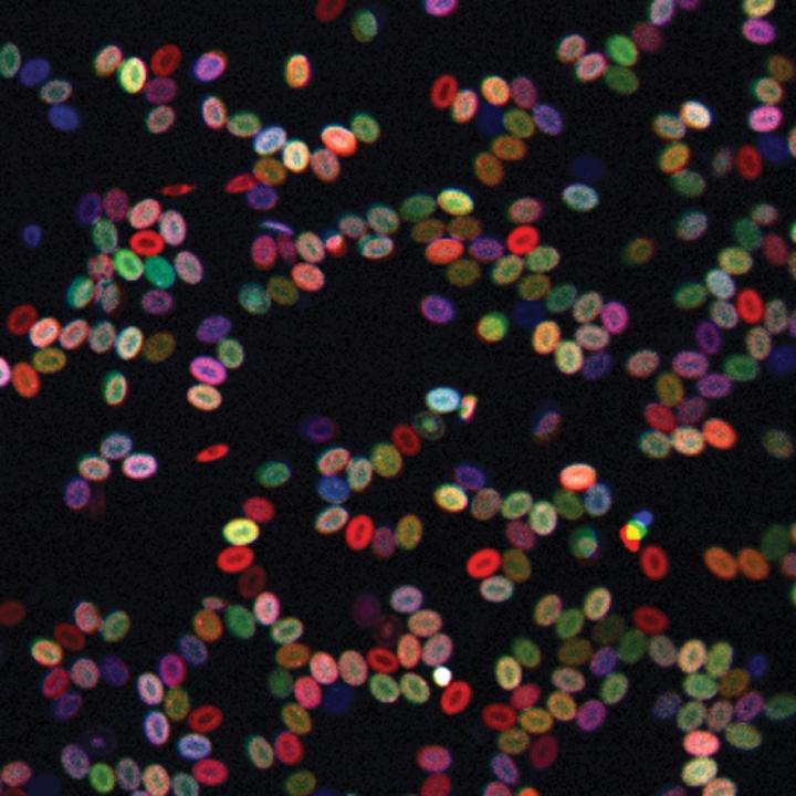 Color-coded Blood Cells