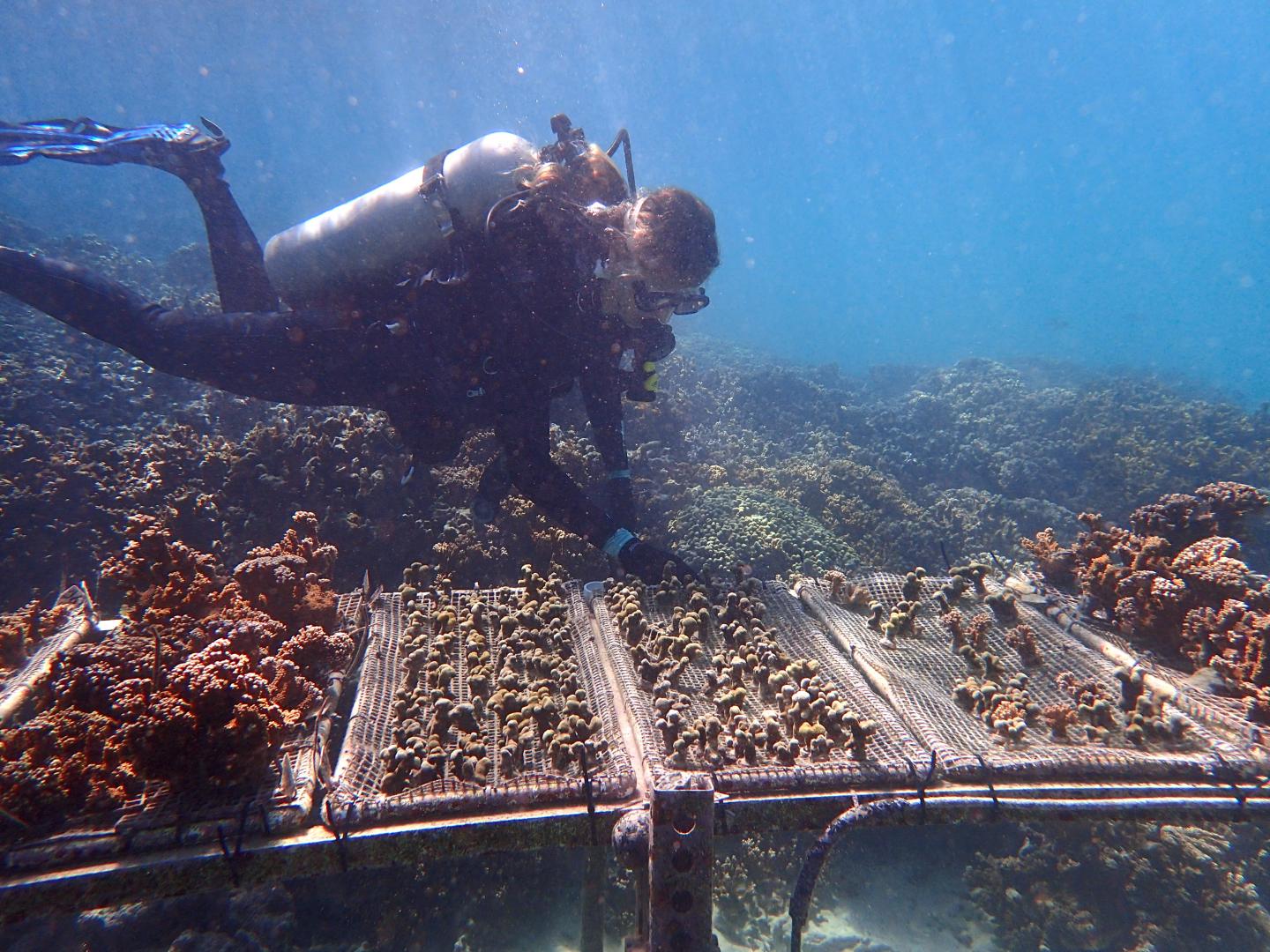 Coral transplantations withstand climate change