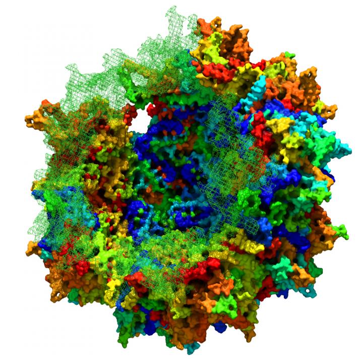 Virus with Ancestral Sequence Reconstruction