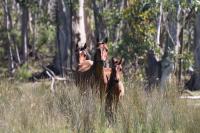 Wild Horses in Kosciusko National Park, Australia