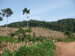 Forest clearance