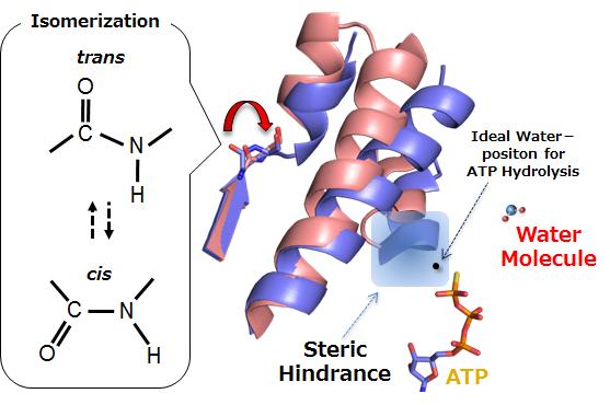 Structural Basis for Steady Slowness