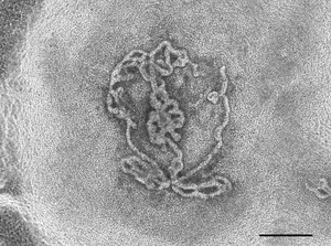 Embryonic testis organoids bright field