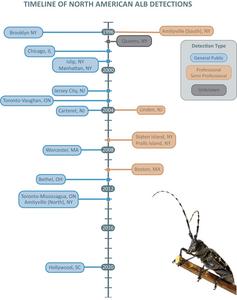 Timeline of detections of the Asian longhorned beetle