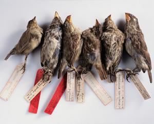 Birds that Charles Darwin collected