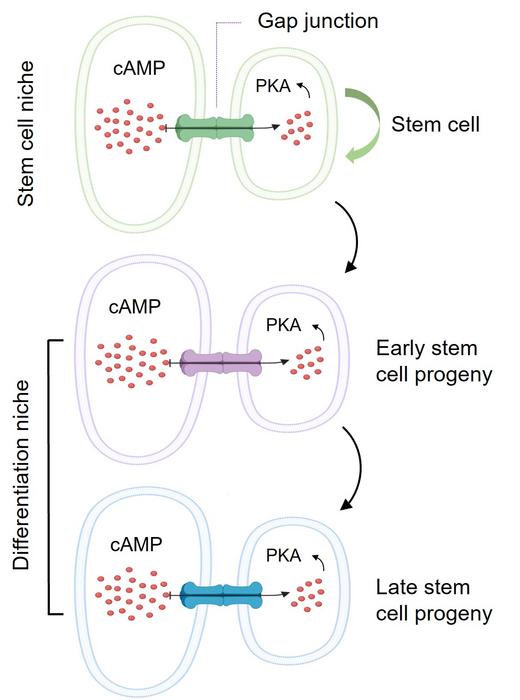 A model of how stem cell niche uses the protein channels “Gap junctions” to transport its cAMP into stem cell progeny in controlling their differentiation into functional cells.
